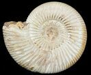 Perisphinctes Ammonite - Jurassic #46912-1